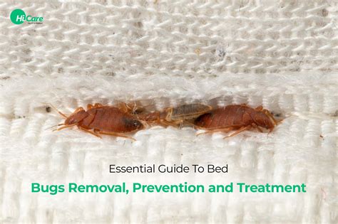 bed bug removal thunderbolt|How to Get Rid of Bed bugs: The Ultimate Bed Bug Treatment .